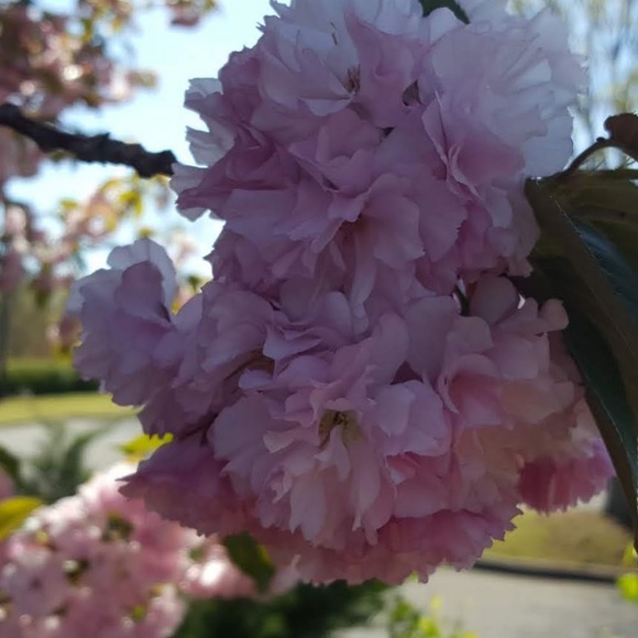 Meet your Posher, Sopo - Picture 1 of 1